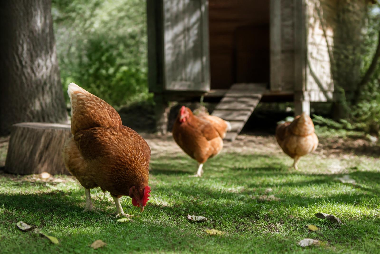 Free-Range Hens