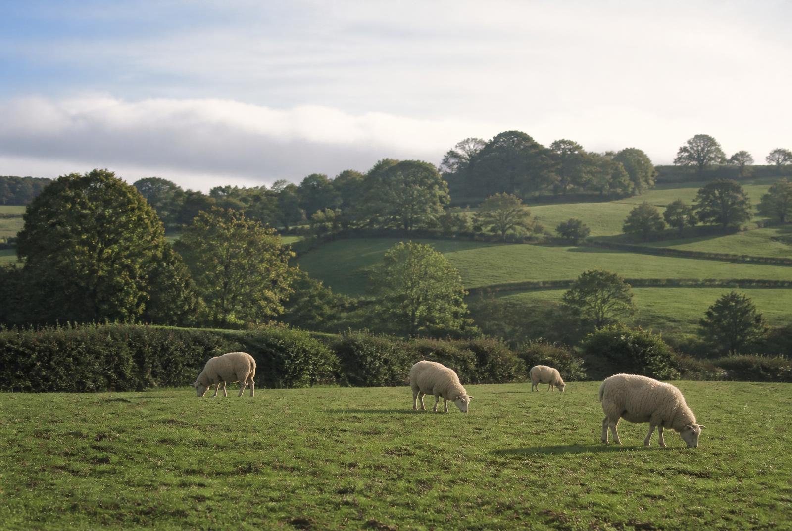 Sheep grazing on the hillside above the park