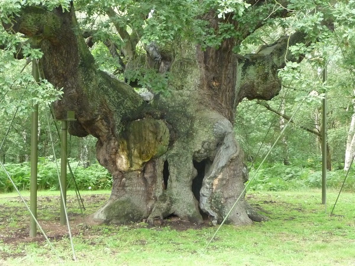 The trunk of the Major Oak, Sherwood Forest