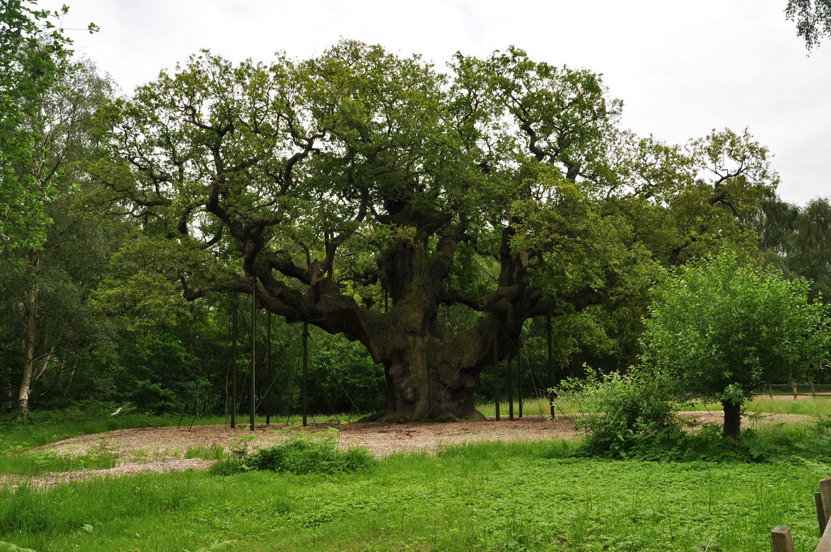 The Major Oak among the ancient oaks of Sherwood Forest