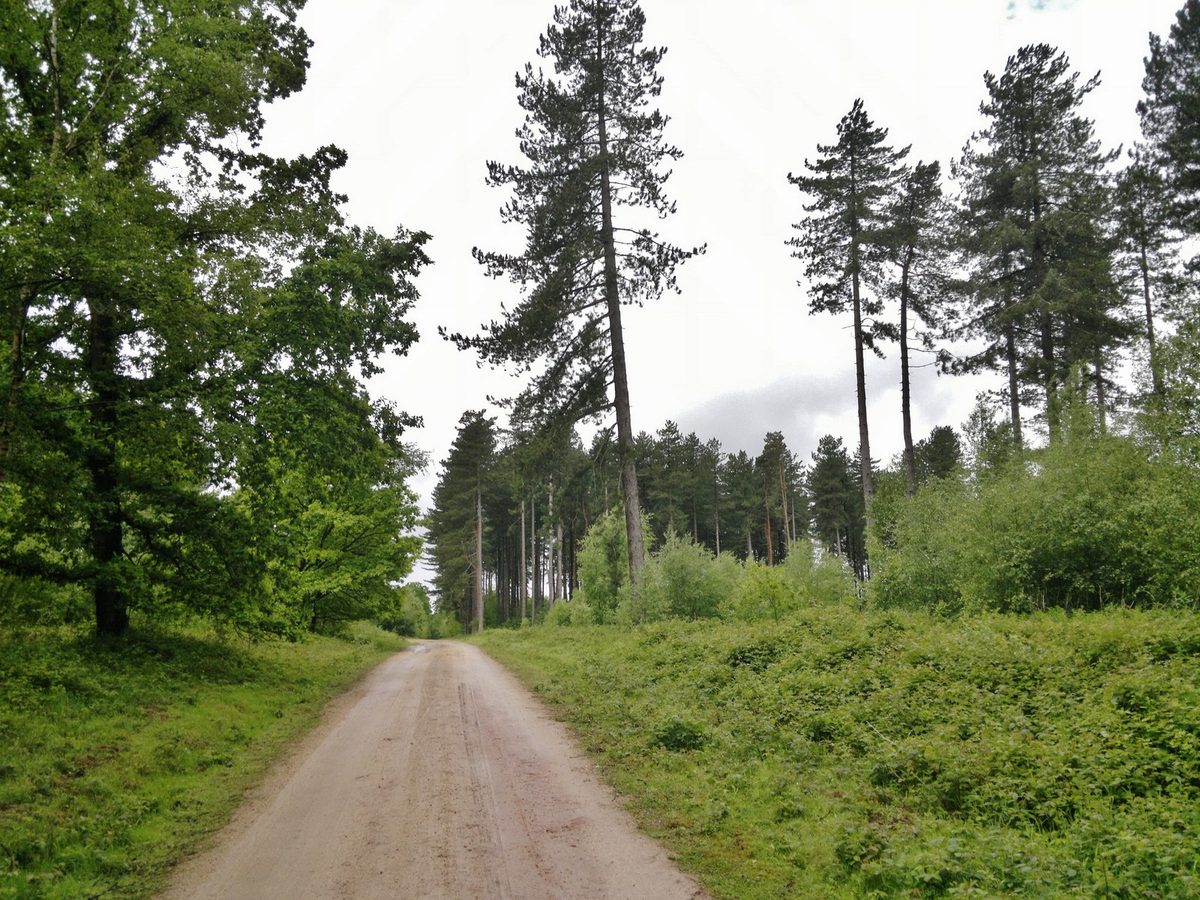 A woodland track through Sherwood Pines Forest Park
