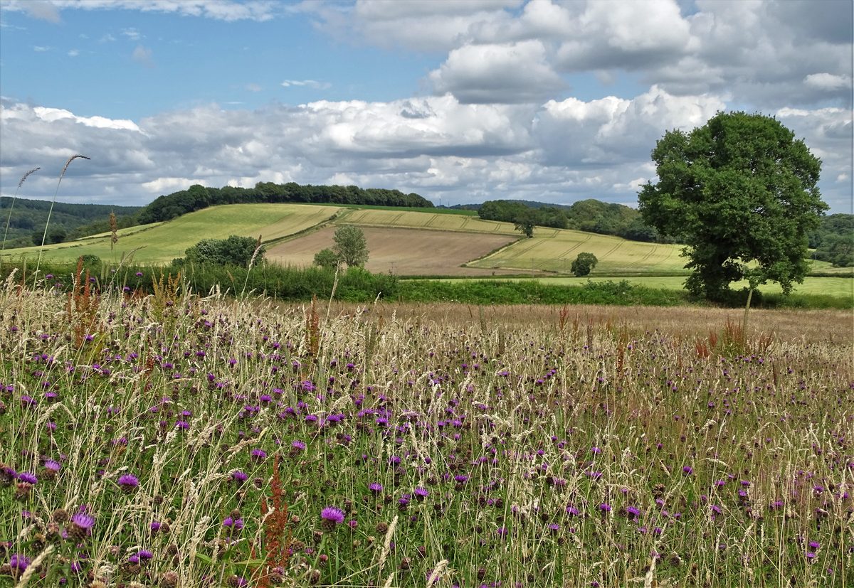 Wildflower meadow and hedged fields in the Midlands countryside
