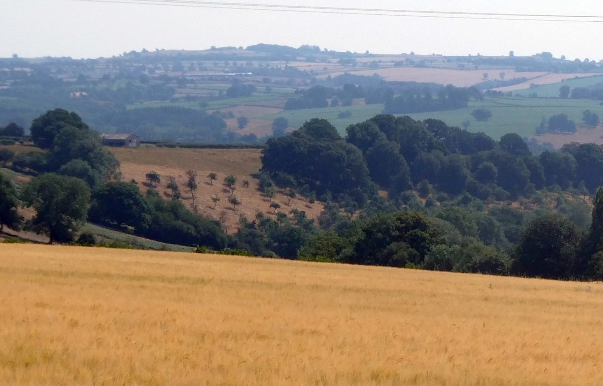 Harvest fields in the Midlands in late summer